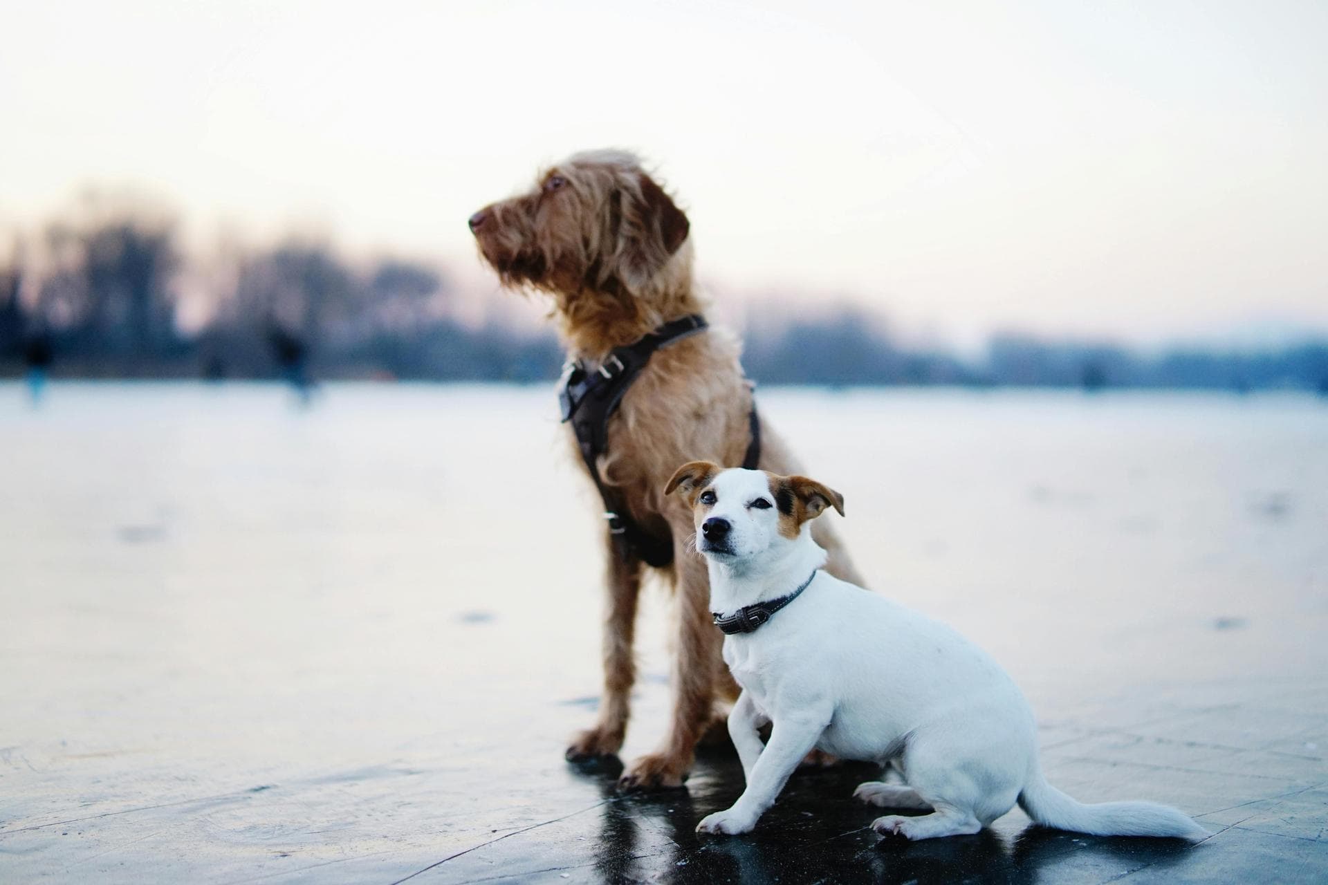 Dog Euthanasia Put Down Prices in Norwich
