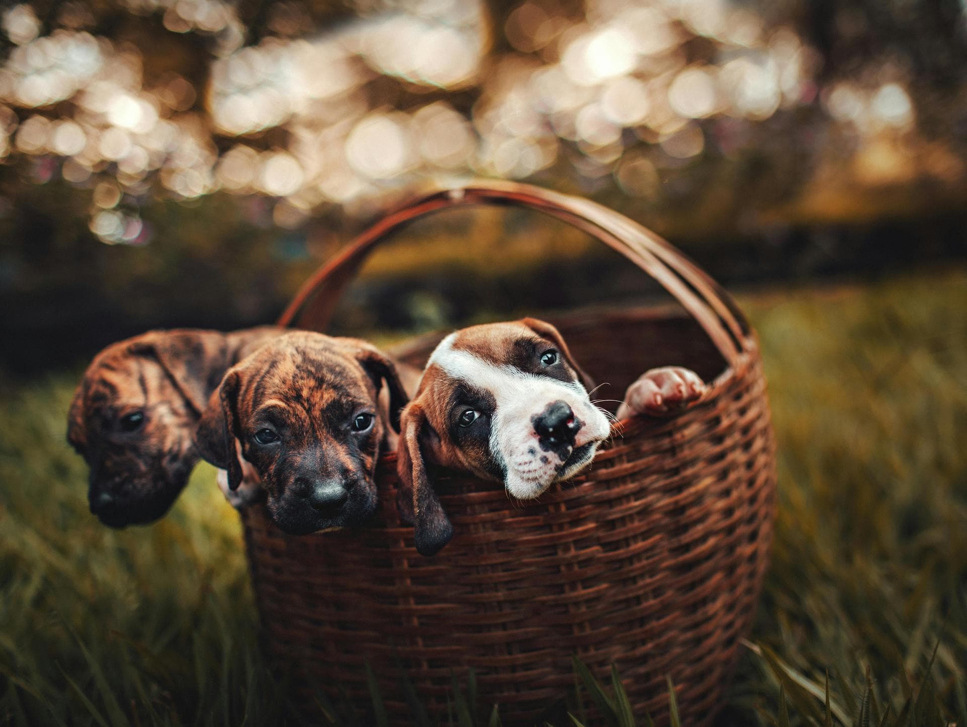Dog Euthanasia Put Down Prices in Norwich