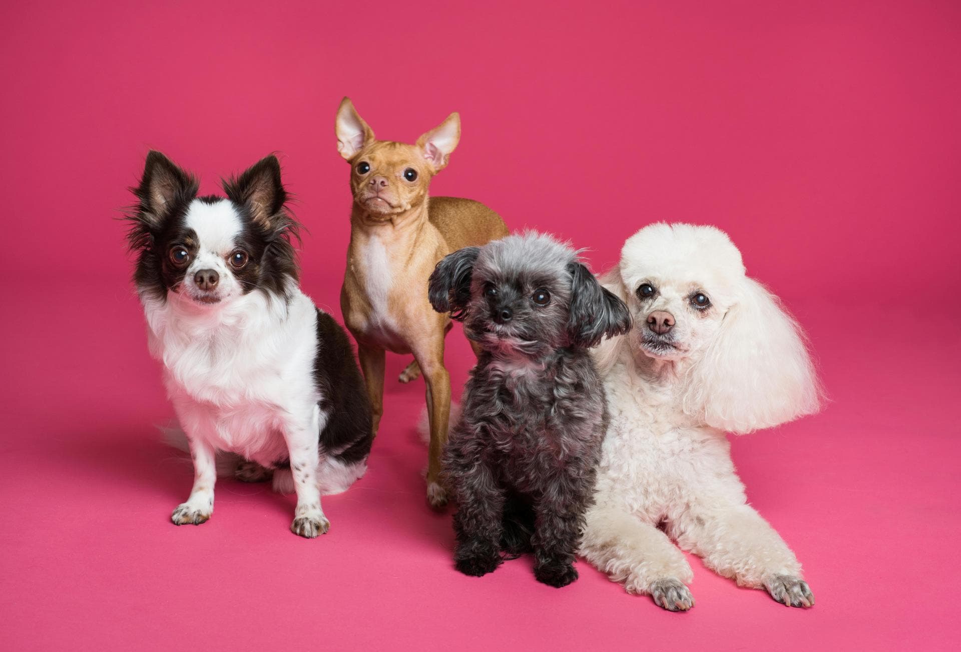 Annual Vaccination With Kennel Cough Prices in Norwich