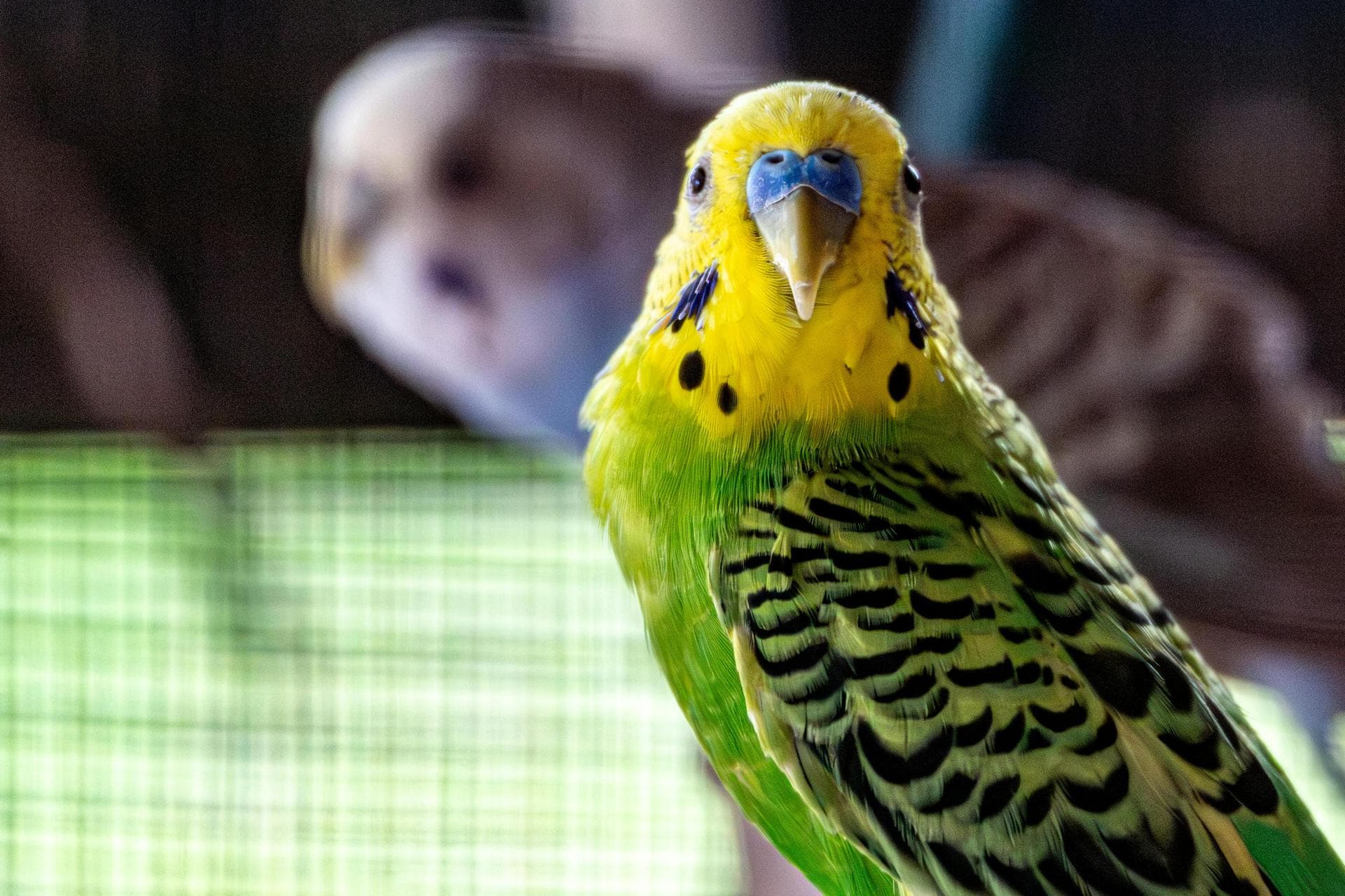 Emergency Vets in Norwich