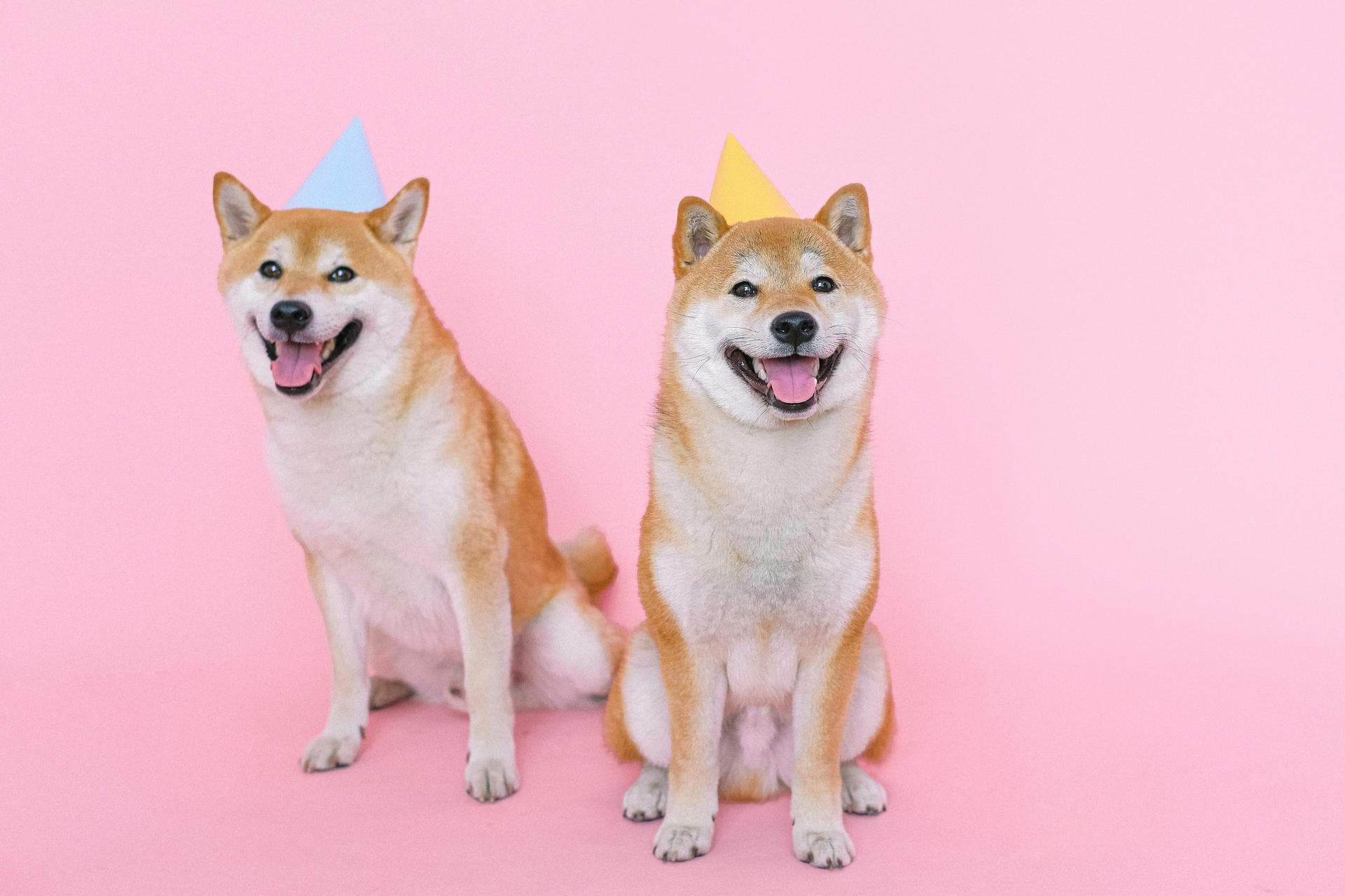 Specialist Vets in Norwich